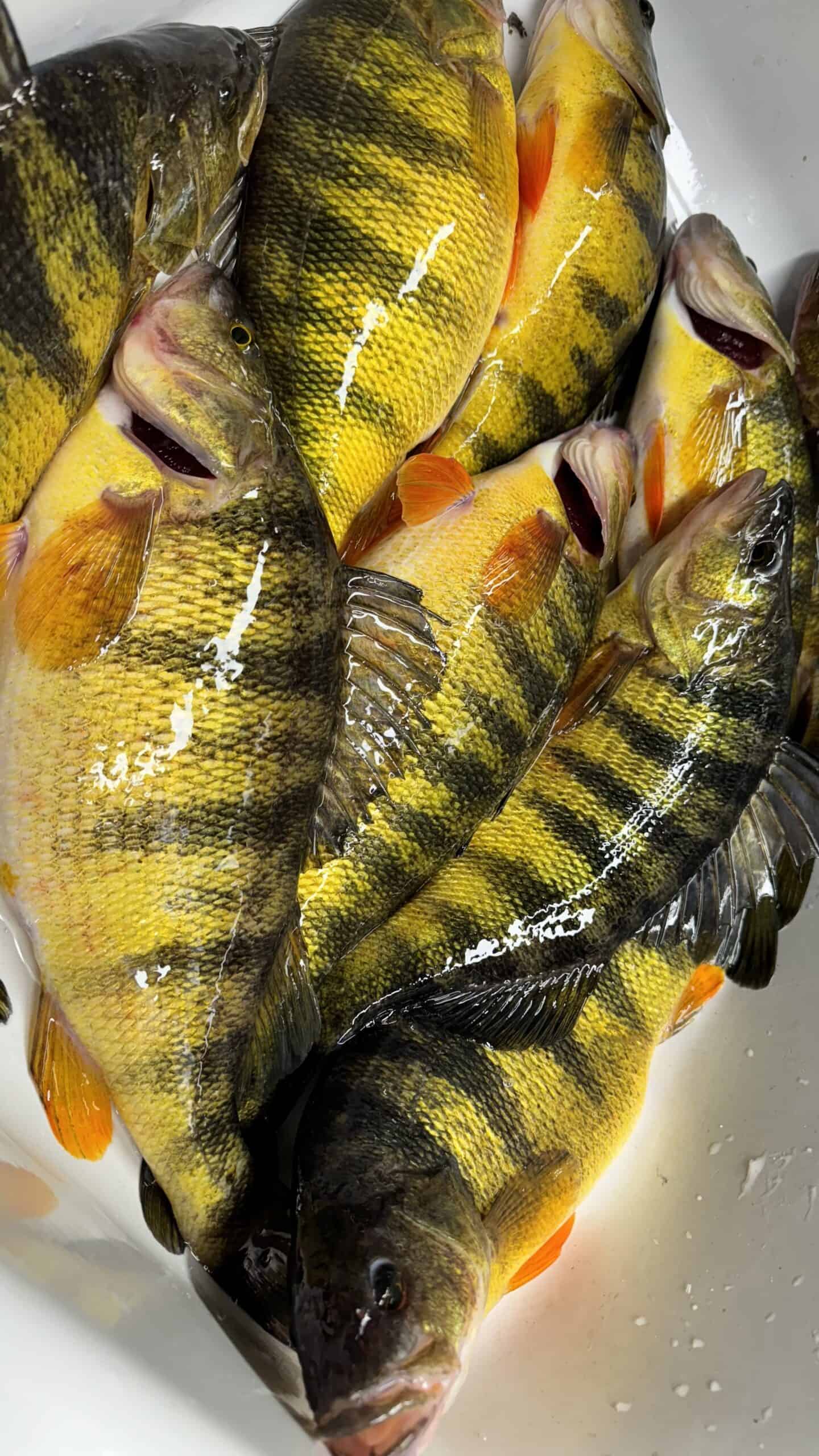 cascade idaho fishing